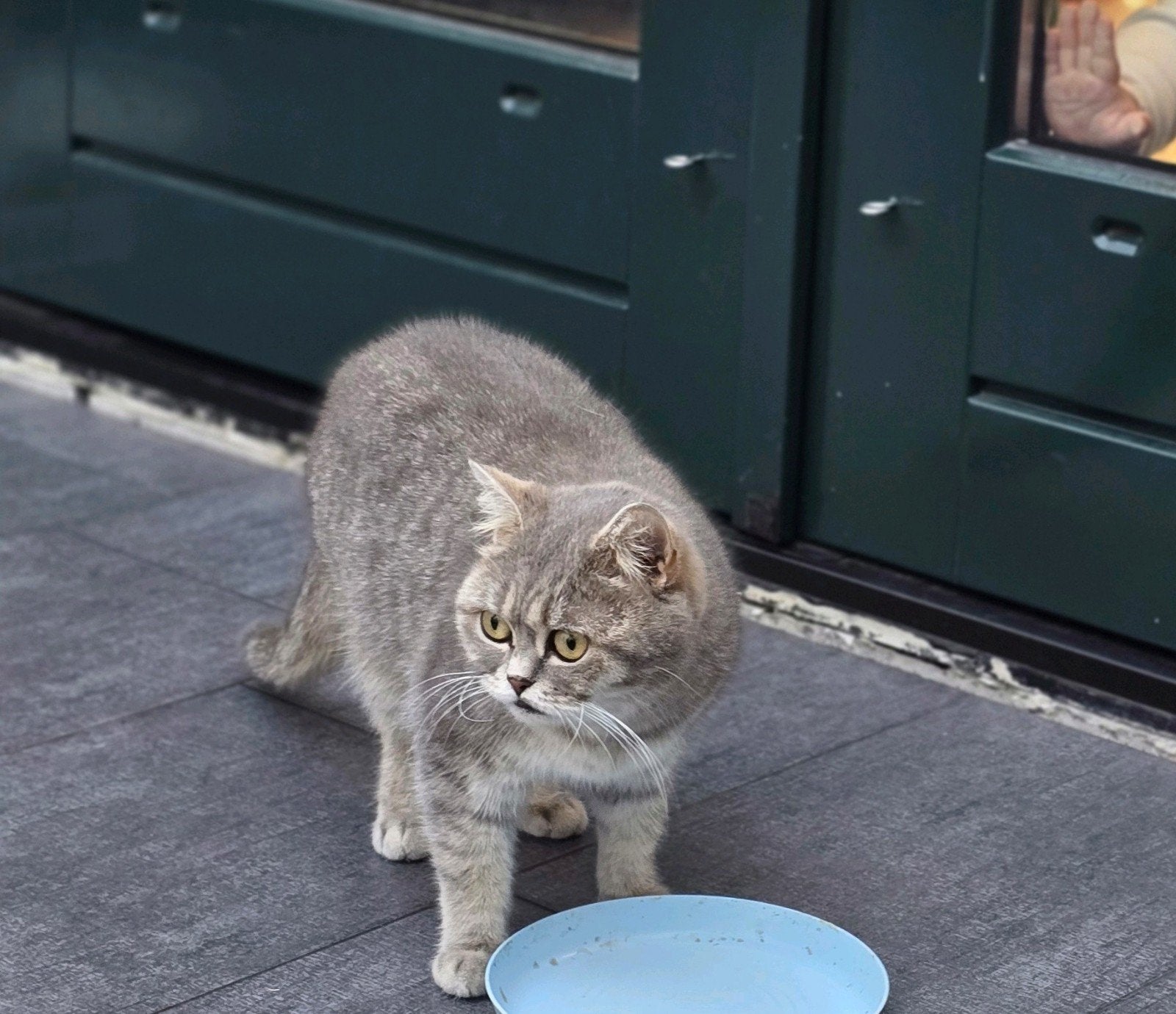 Prachtige Brits Korthaar poes – Grey Tabby, Poes, Gechipt, 3 tot 5 jaar