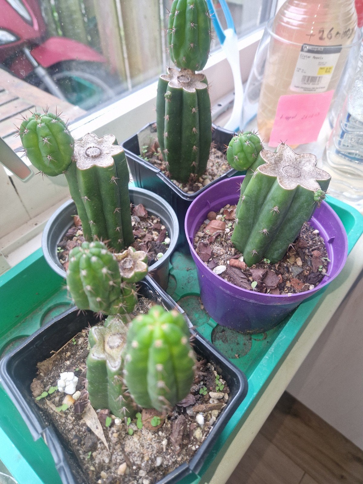 San Pedro Cactussen - Trichocereus Pachanoi, Overige soorten, Volle zon, Vaste plant, Ophalen of Verzenden