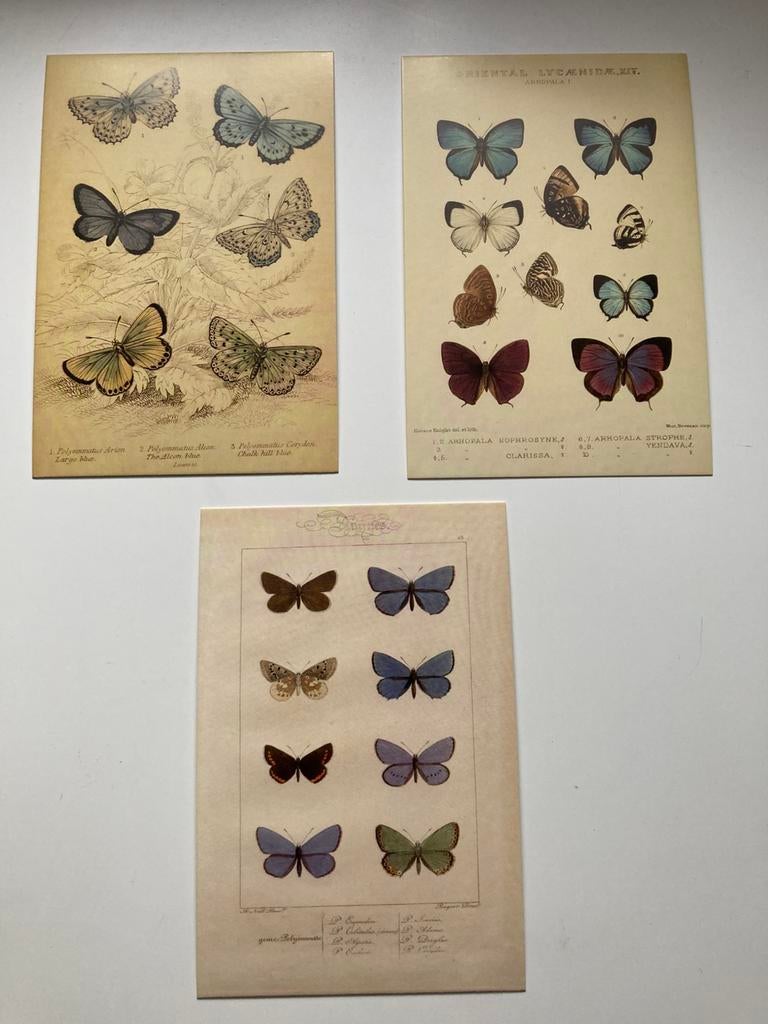 3x Vintage ansichtkaart Vlinders, Ophalen of Verzenden, Ongelopen, Overige soorten