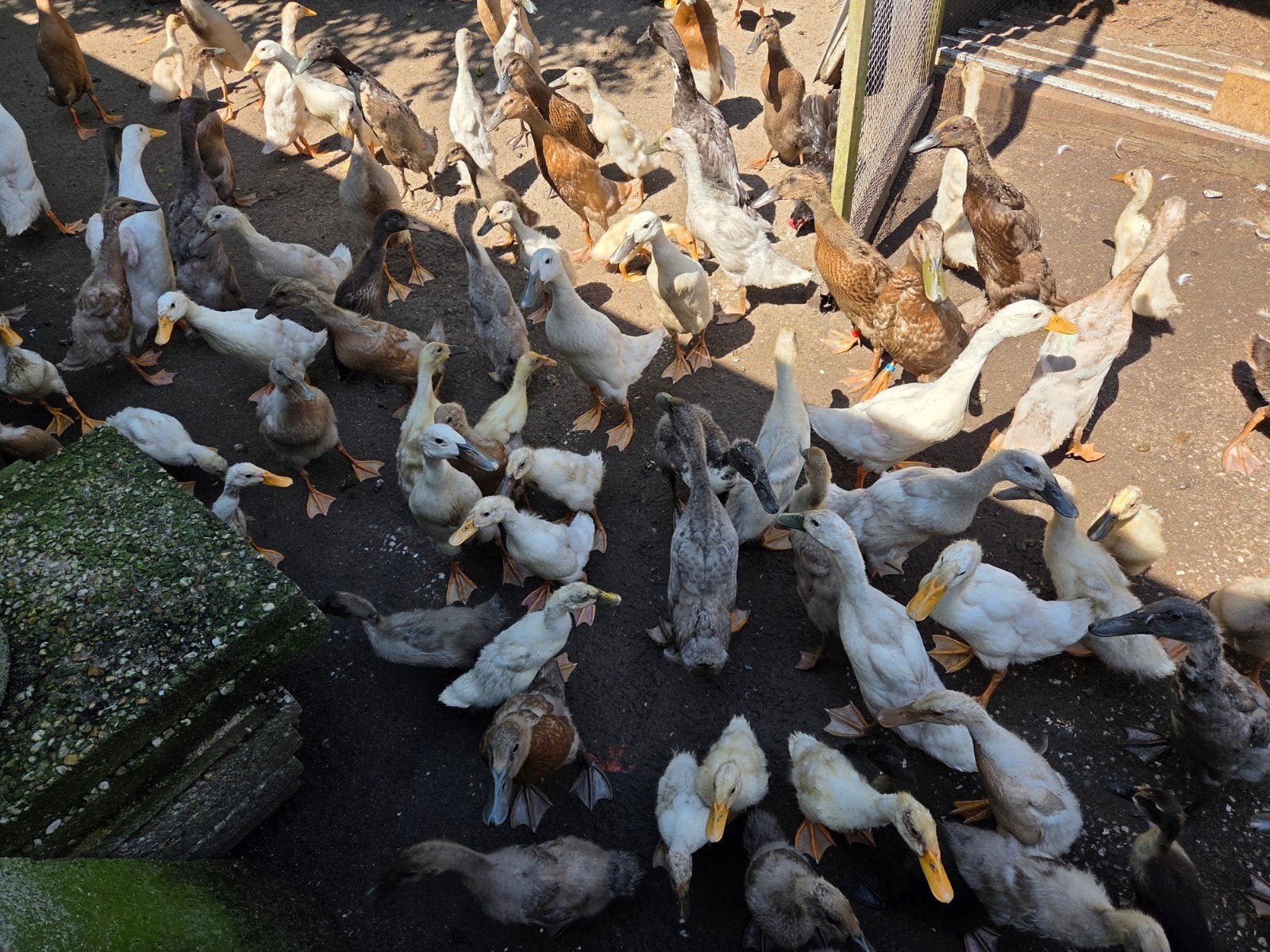 Indische loopeenden, Dieren en Toebehoren, Meerdere dieren, Eend