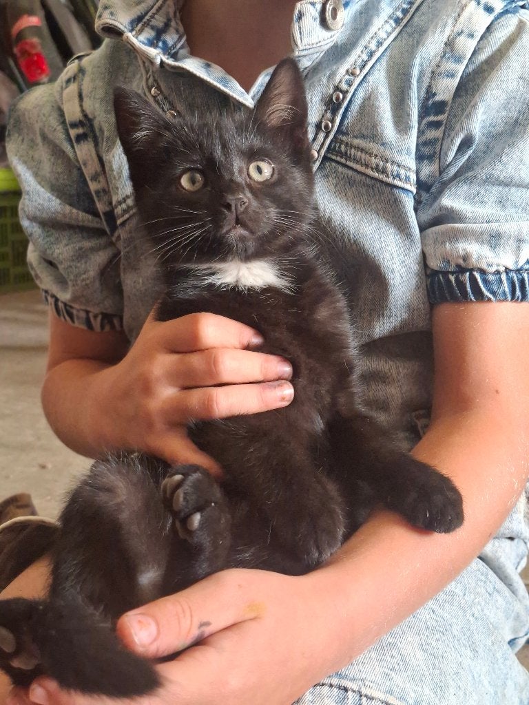 Schattige kitten poes, Dieren en Toebehoren, Poes, 0 tot 2 jaar