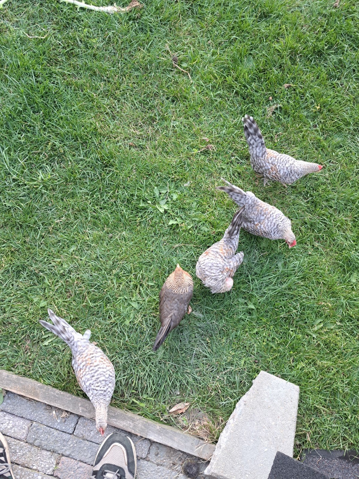 Hollandse kriel haantjes, Dieren en Toebehoren, Pluimvee, Mannelijk, Kip