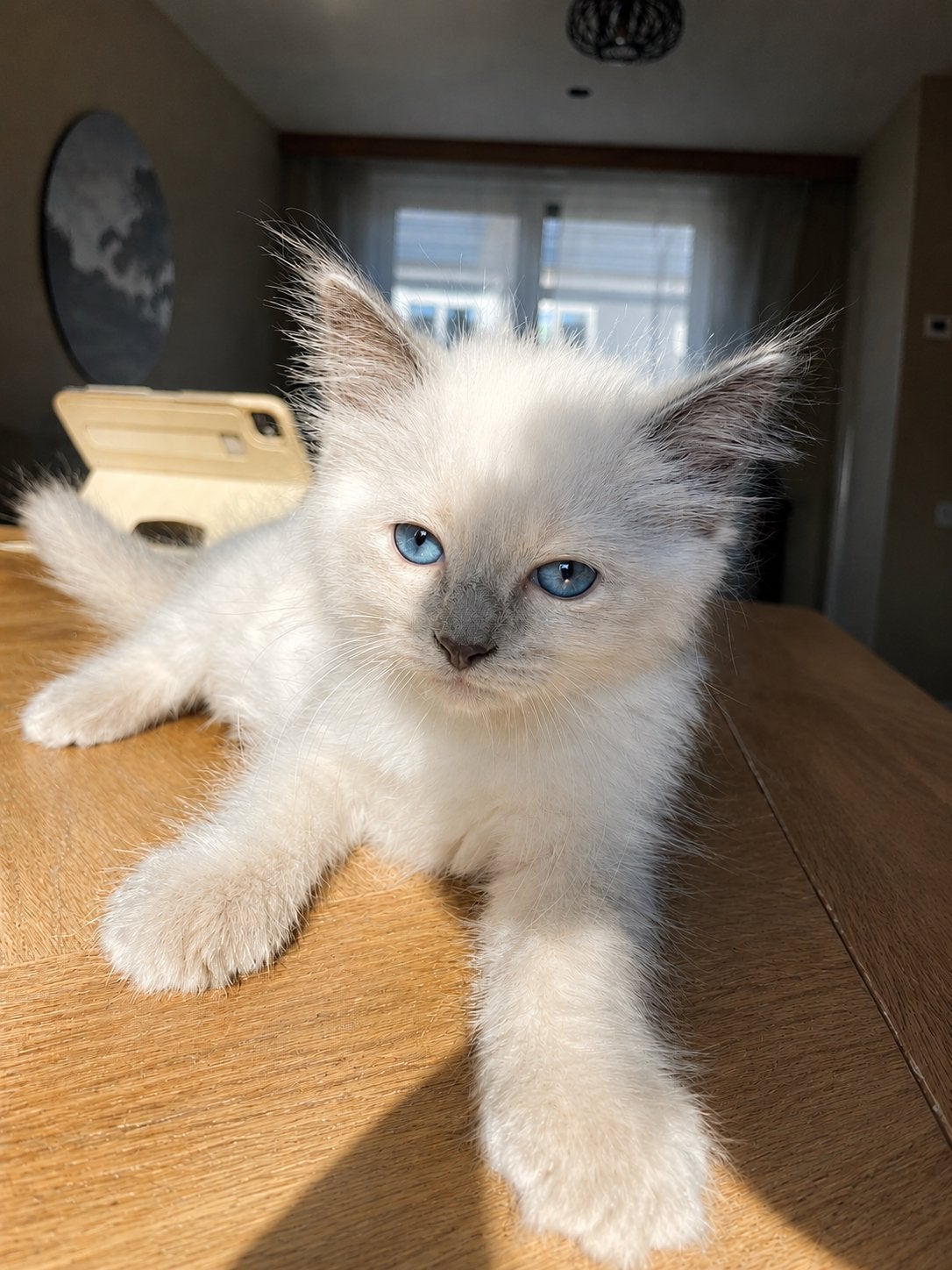 lieve ragdoll kittens, raszuiver huiselijk opgevoed., Dieren en Toebehoren, Meerdere dieren, Ingeënt