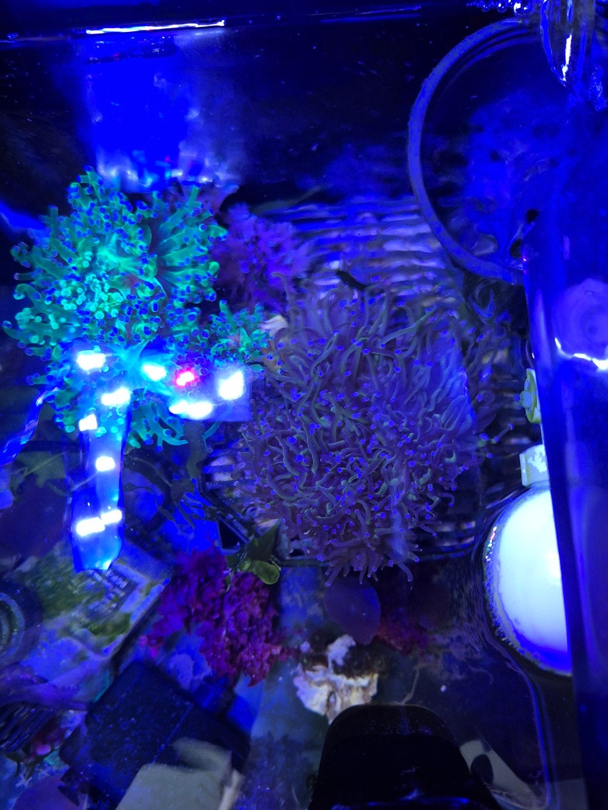 aquarium/zeeaquarium/koraal/zoutwater/stekken/vissen/torch, Dieren en Toebehoren, Vissen | Aquariumvissen, Overige typen