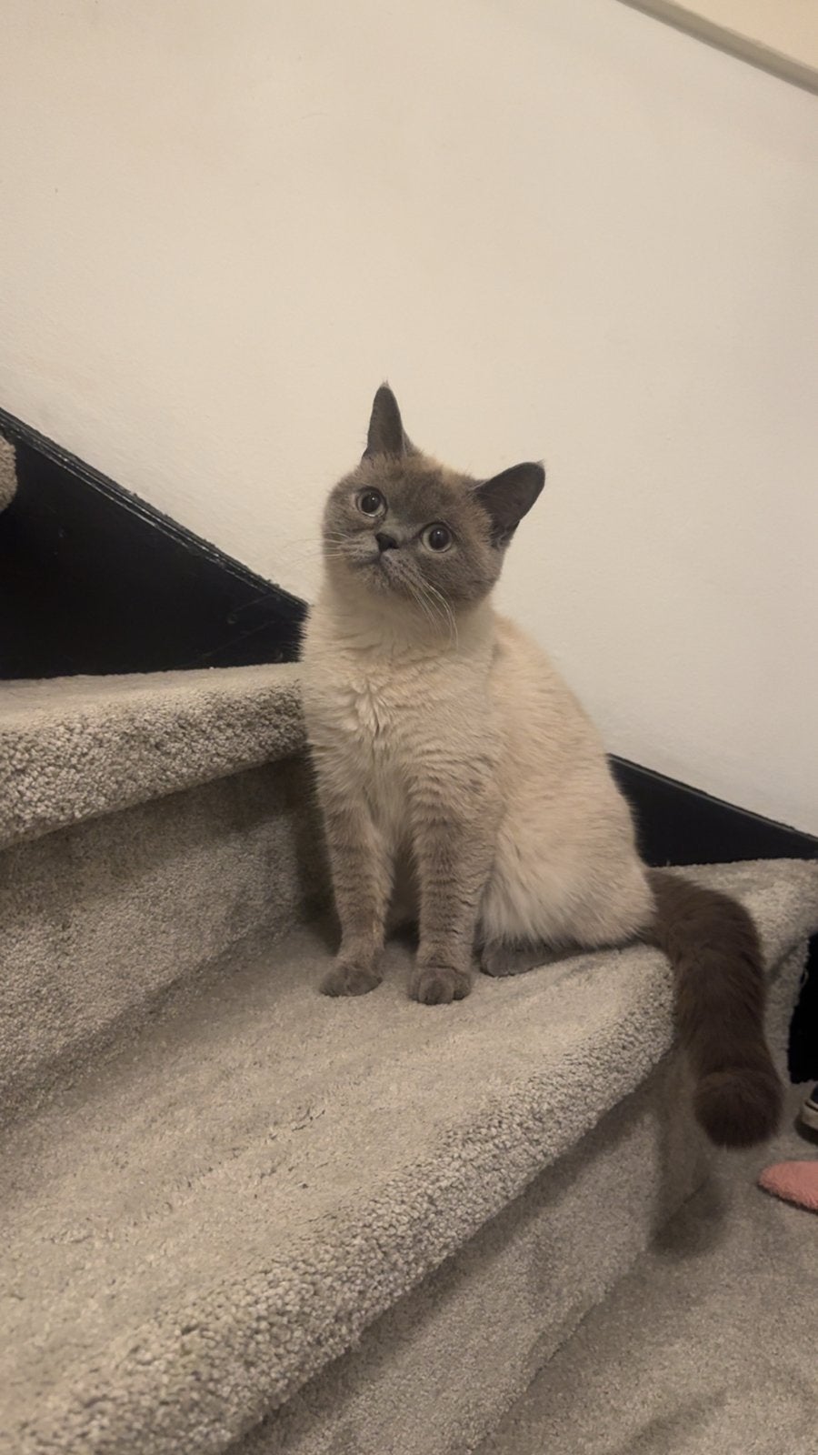 Blue Point Britse Korthaar Poes, Poes