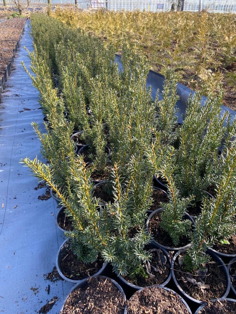 Taxus baccata 40cm in20cmpot va.€3, Ophalen, Taxus, Minder dan 100 cm