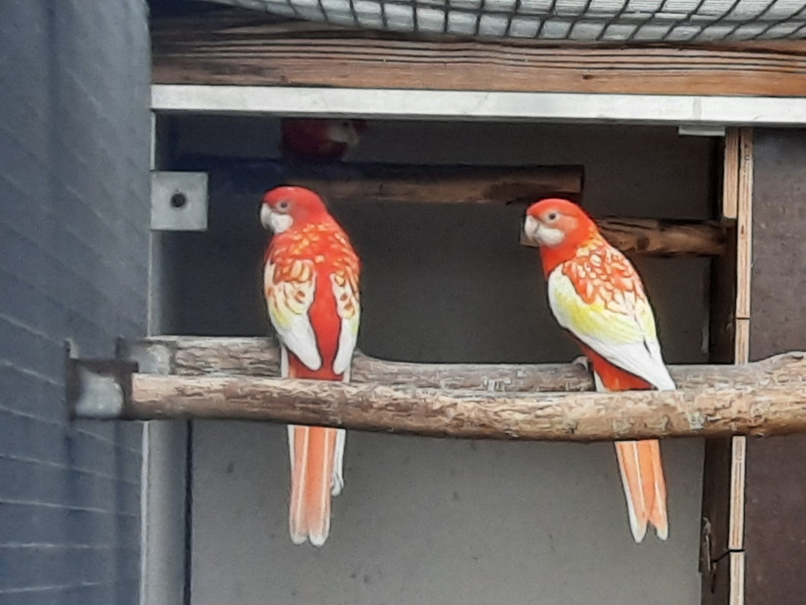 Rubino rosella, Meerdere dieren, Parkiet, Geringd