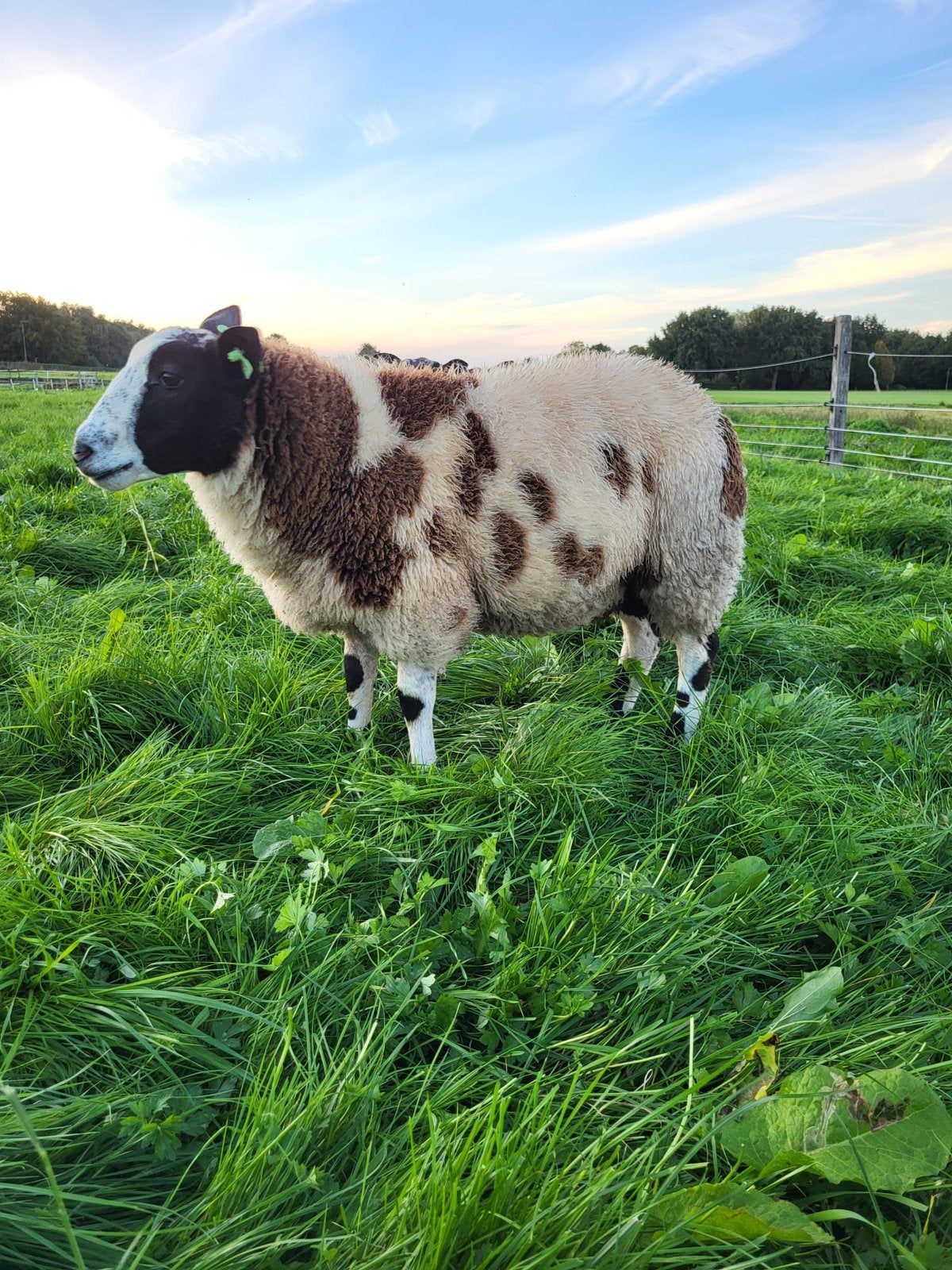 Tekoop 2 bonte rammen, Mannelijk, Schaap, 0 tot 2 jaar