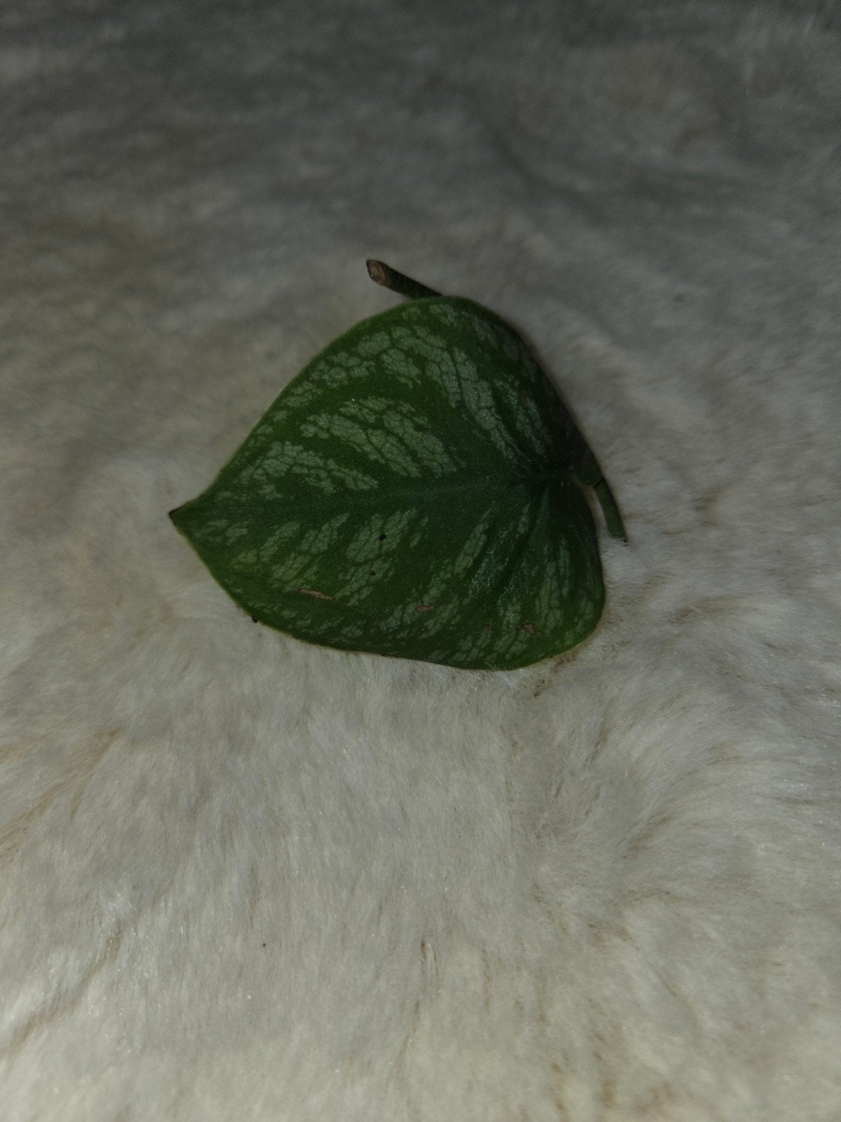 Monstera dubia, Ophalen of Verzenden, Overige materialen