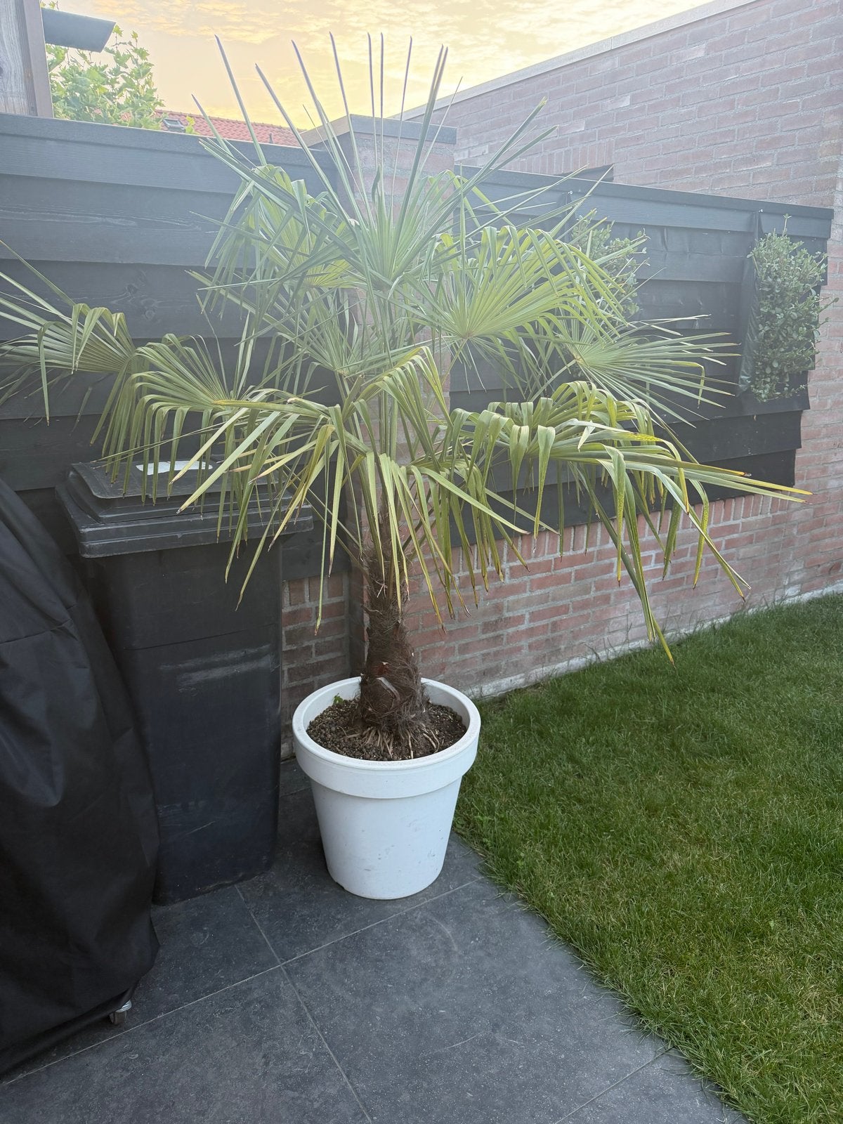 2 stuks palmboom, Trachycarpus fortunei te koop, Kunststof, Gebruikt, Rond, Binnen
