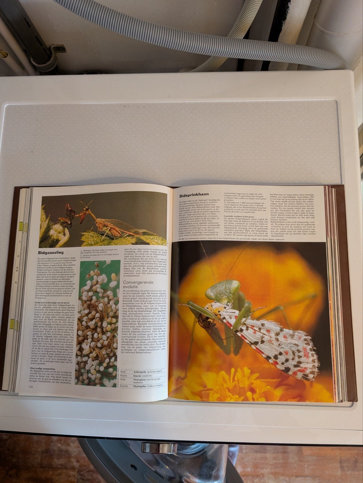SPECTRUM DIERENENCYCLOPEDIE 7 delen, Boeken, Encyclopedieën, Ophalen of Verzenden, Gelezen, Dieren, Complete serie