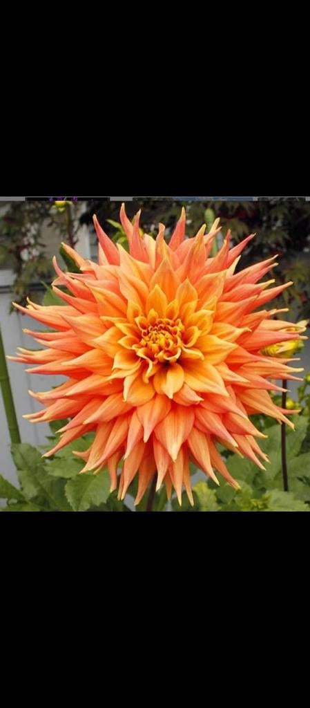 8st Levendige Oranje Cactus Dahlia Knol - Zomerbloeier, Tuin en Terras, Bloembollen en Zaden, Ophalen of Verzenden, Voorjaar, Volle zon