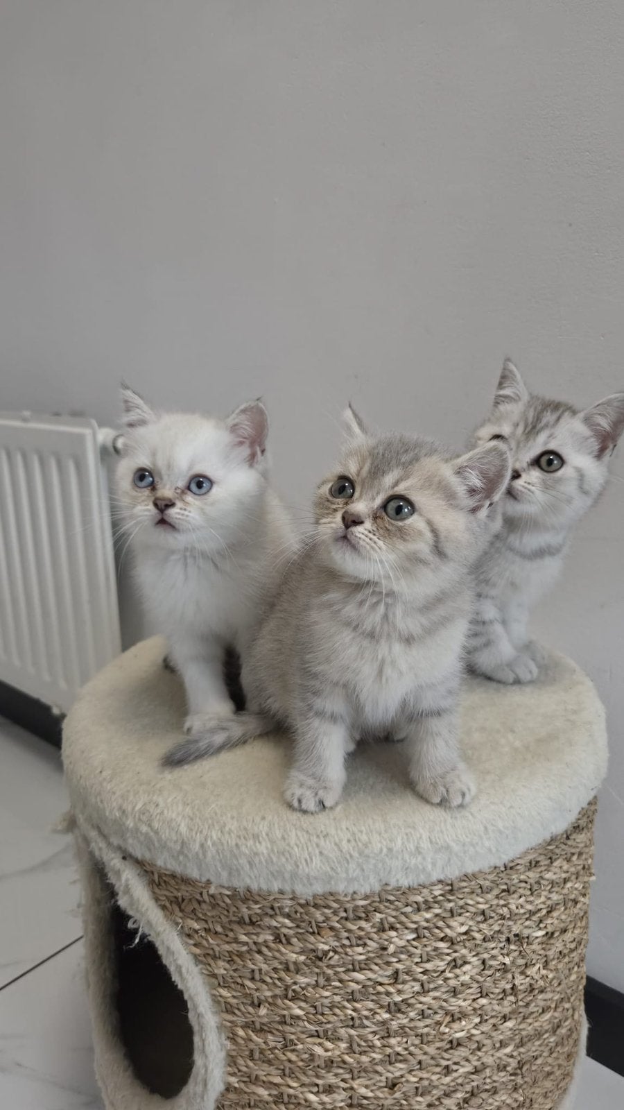 Britse korthaar kittens katers