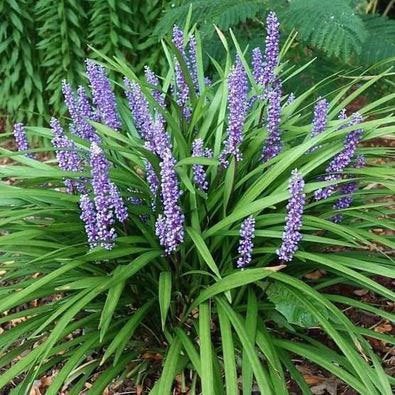 Liriope ‘Moneymaker’ Muscari P9 - TOP KWALITEIT, Ophalen of Verzenden, Siergrassen, Volle zon