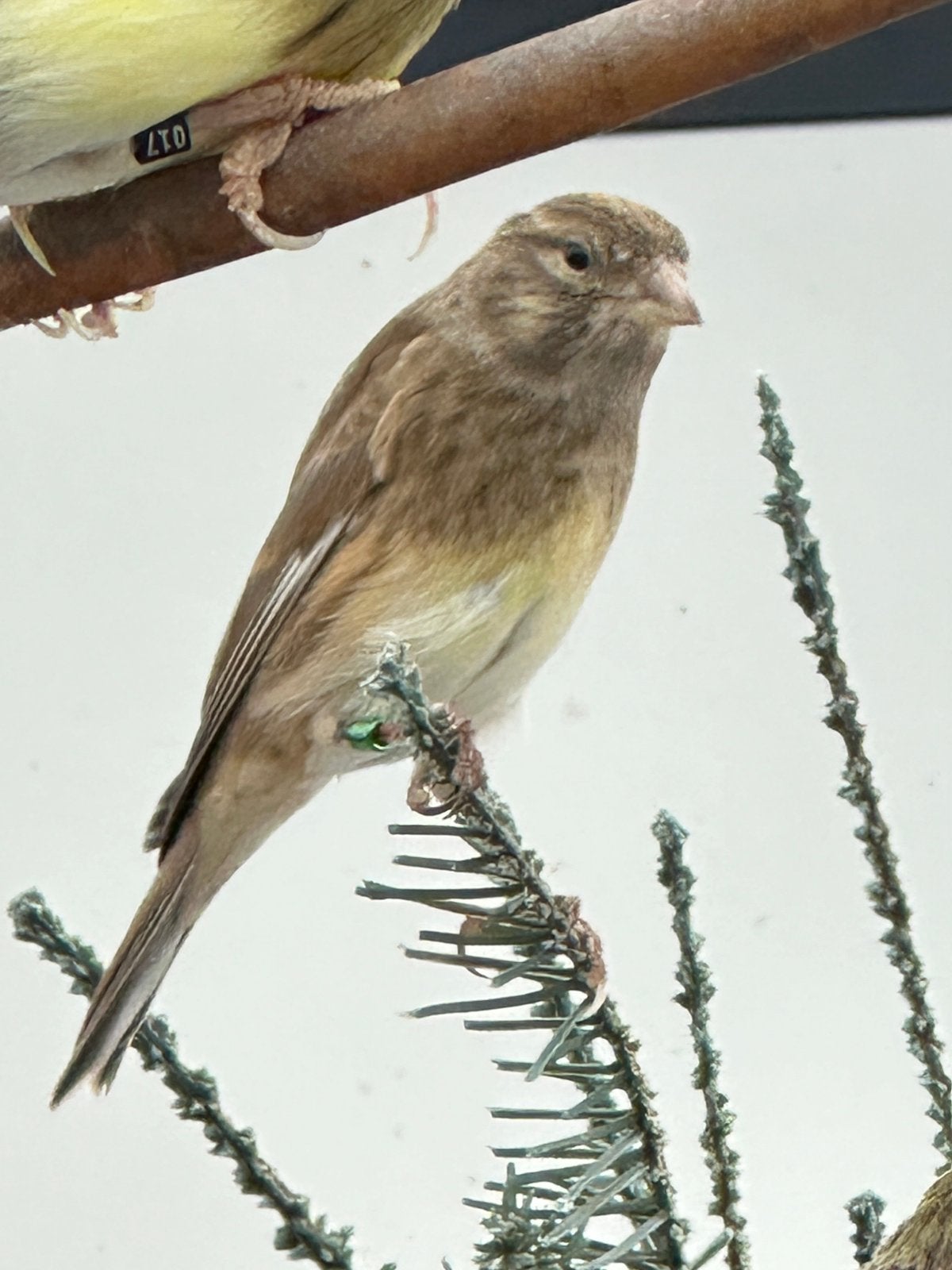 Bastaard kneu x kanarie Jaspis, Dieren en Toebehoren, Mannelijk, Wildzangvogel, Geringd