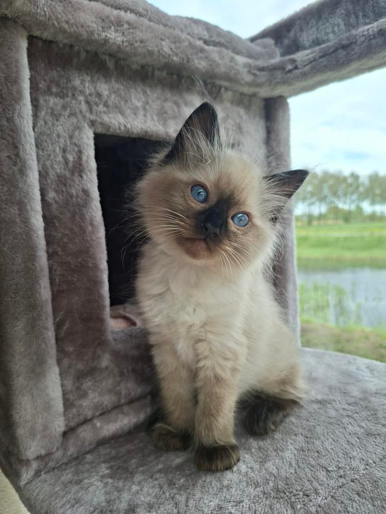 Chocolate Point Ragdoll kitten met stamboom, Dieren en Toebehoren, Katten en Kittens | Raskatten | Langhaar, Meerdere dieren, Met stamboom