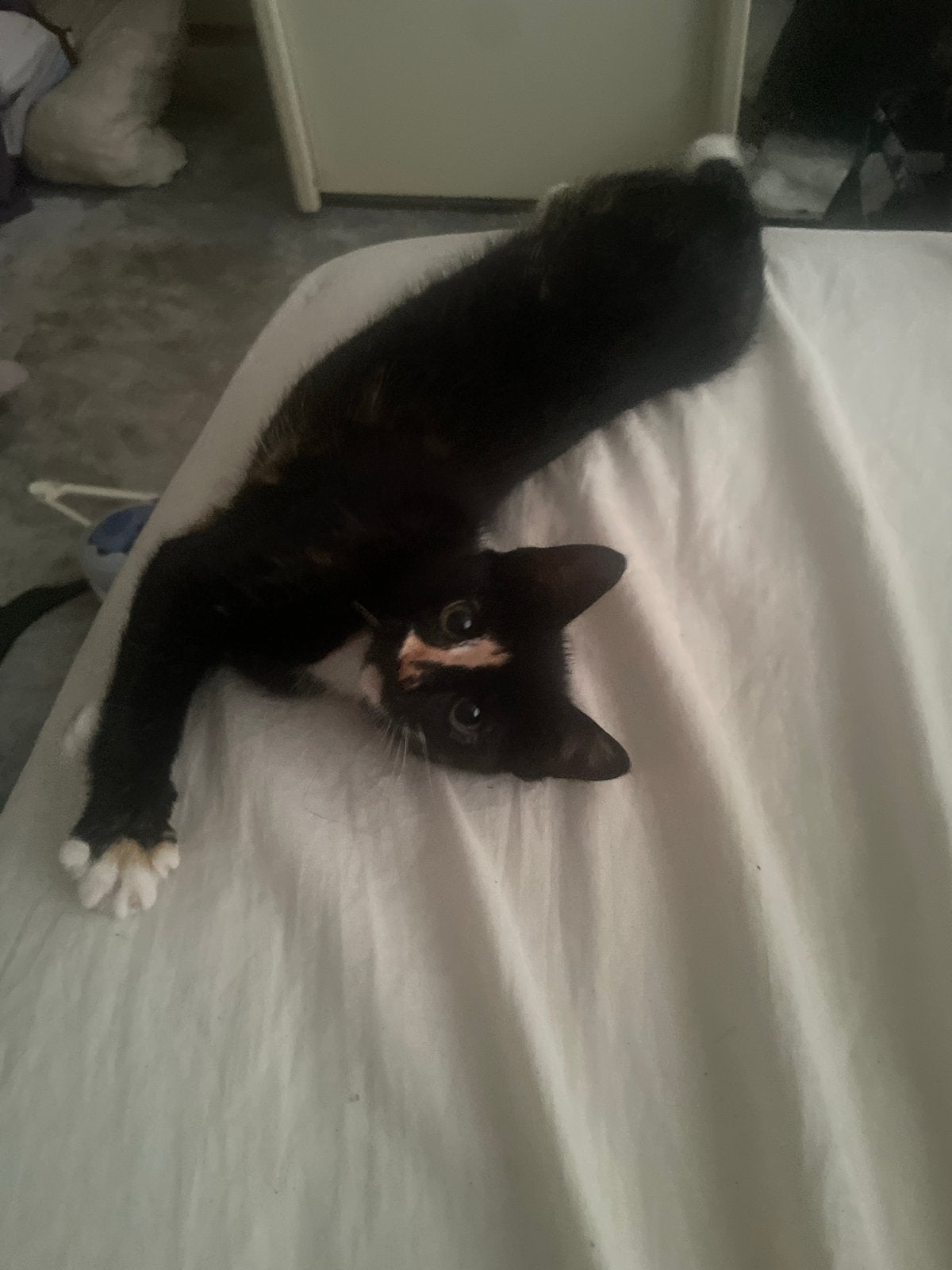 Kitten te koop 1,5 maand ZO SNEL MOGELIJK WEG, Dieren en Toebehoren, Katten en Kittens | Overige Katten, Poes