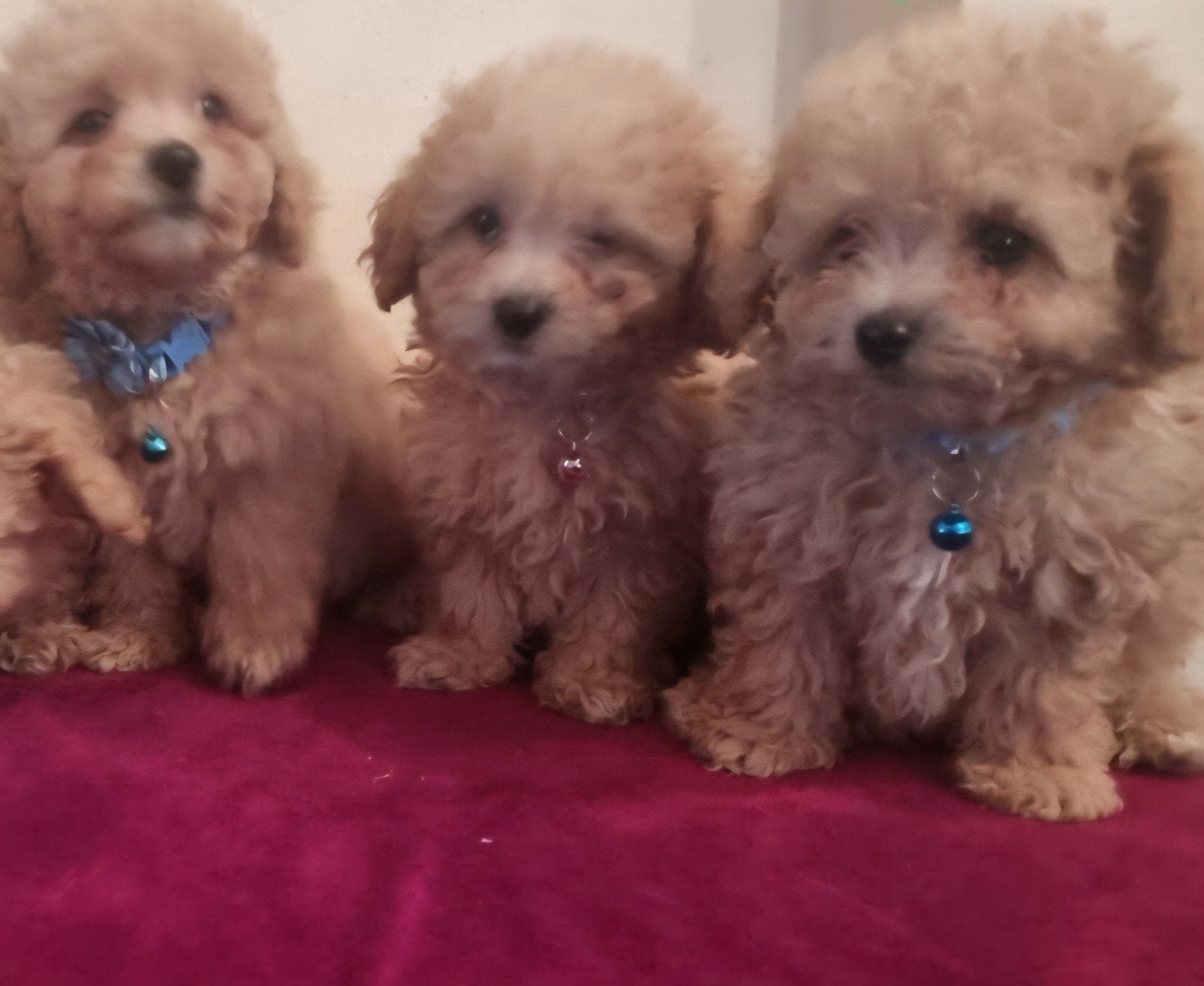 mini maltipoo pups, Overige rassen, 8 tot 15 weken, Meerdere, Meerdere dieren