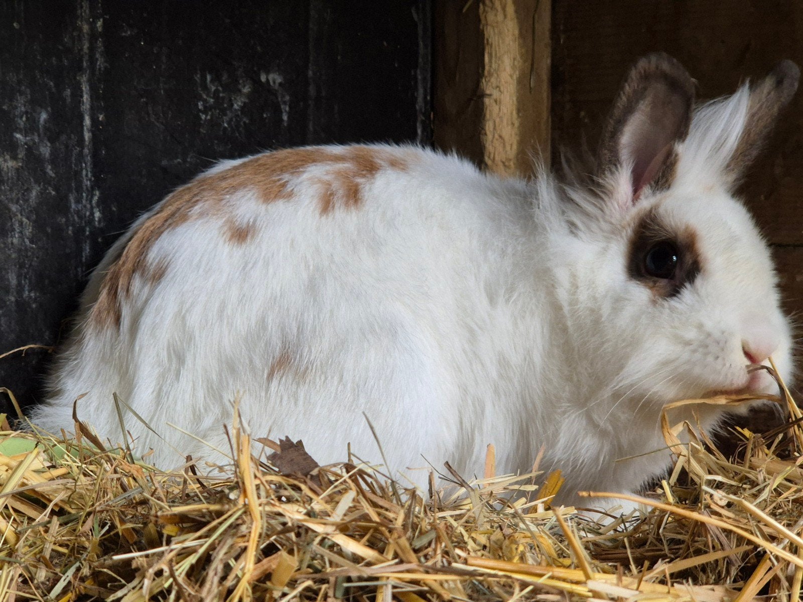 Mooie gecastreerde ram, Dieren en Toebehoren, Mannelijk, Klein, 0 tot 2 jaar