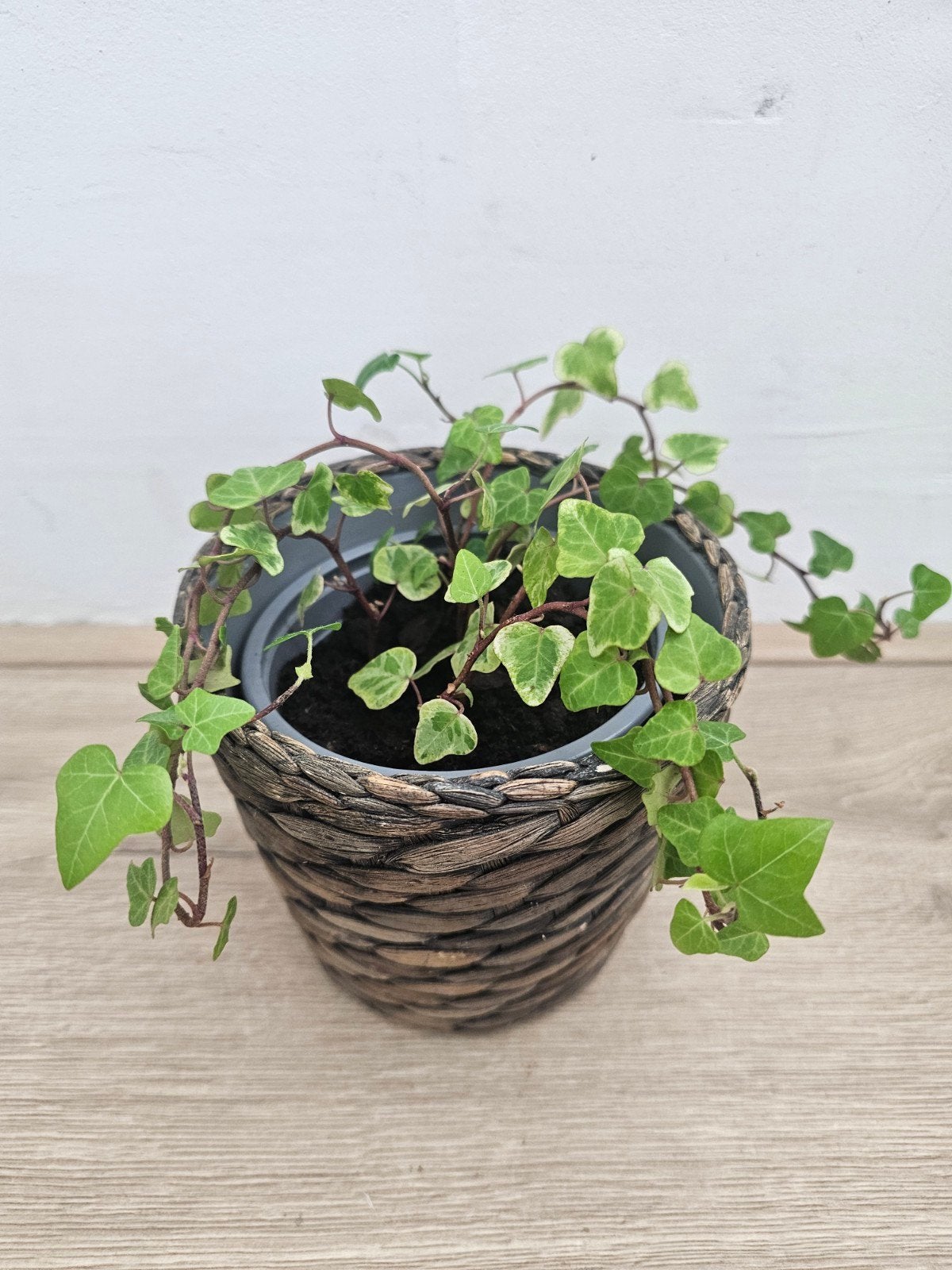 Mooie klimop plant met extra mooie rieten IKEA bloempot, Ophalen