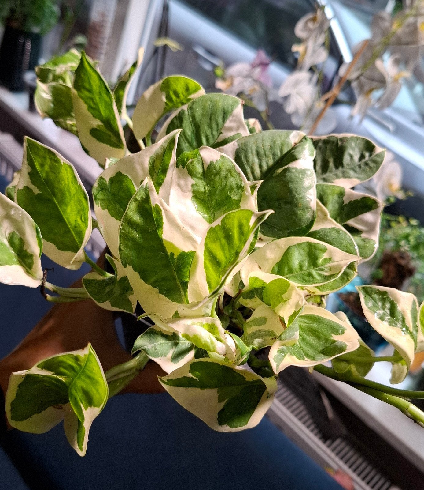 Epipremnum N'Joy in pot - heel mooi en makkelijk, Overige soorten, Vaste plant, Ophalen of Verzenden, Bloeit niet