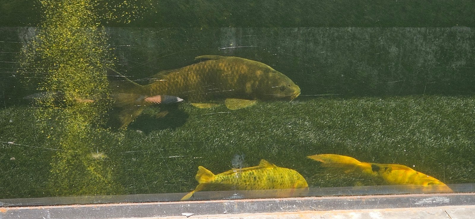 koi te koop, Karper of Koi