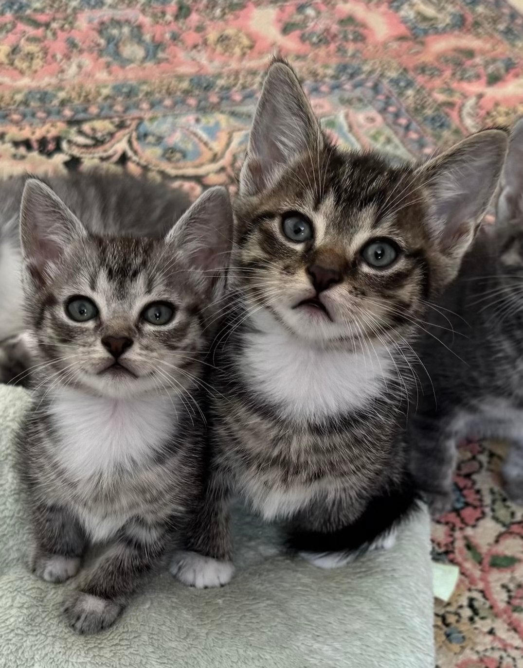 Europees korthaar kittens - zoeken lief thuis, Meerdere dieren, Ontwormd, 0 tot 2 jaar