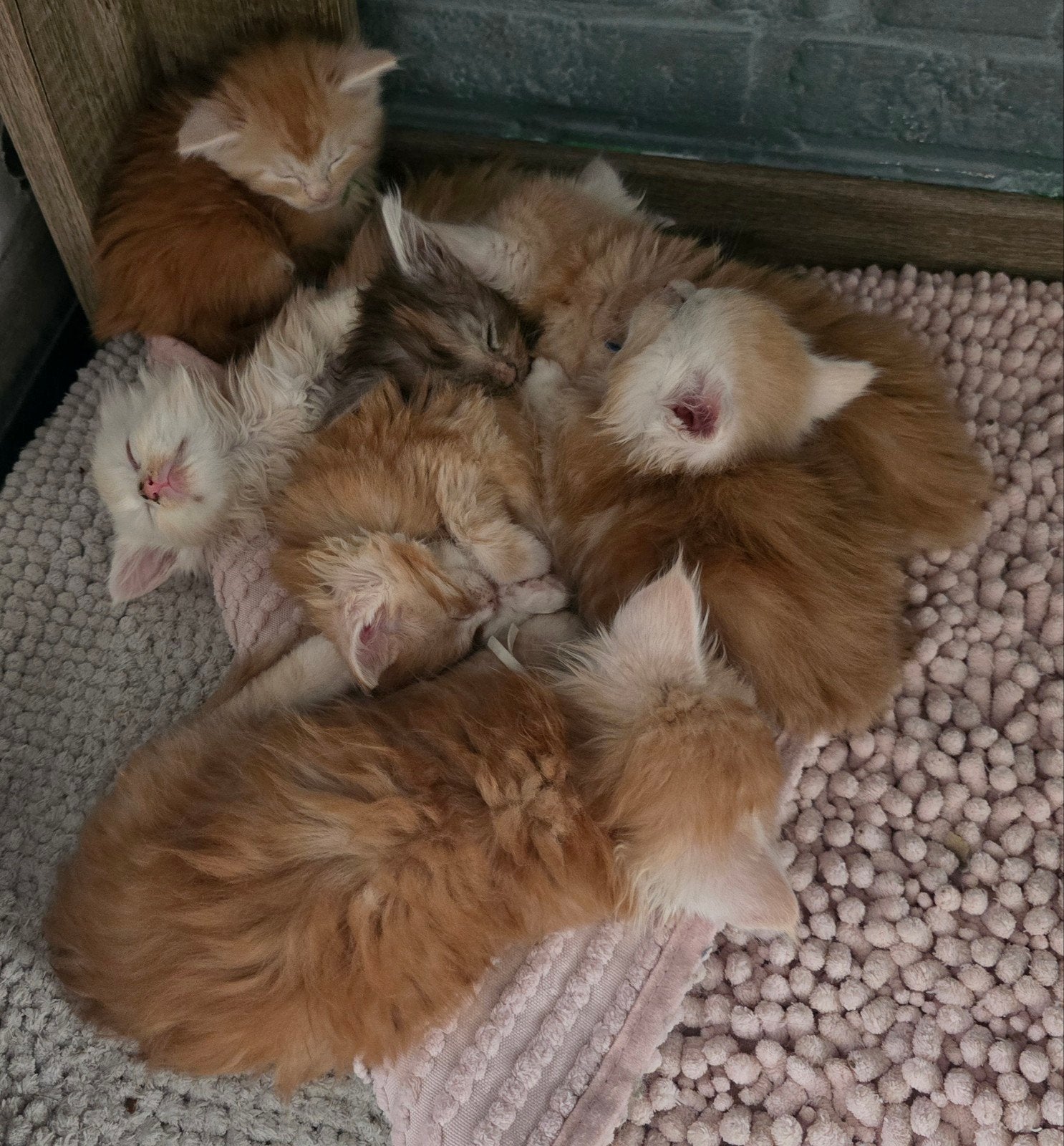 Rooie maincoon kittens met stamboom, Meerdere dieren, Met stamboom, 0 tot 2 jaar
