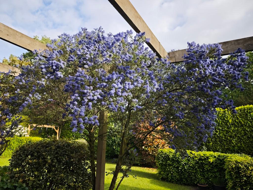 Ceanothus (Amerikaanse sering), blauw bloeiende struik, Ophalen, Overige soorten, 100 tot 250 cm