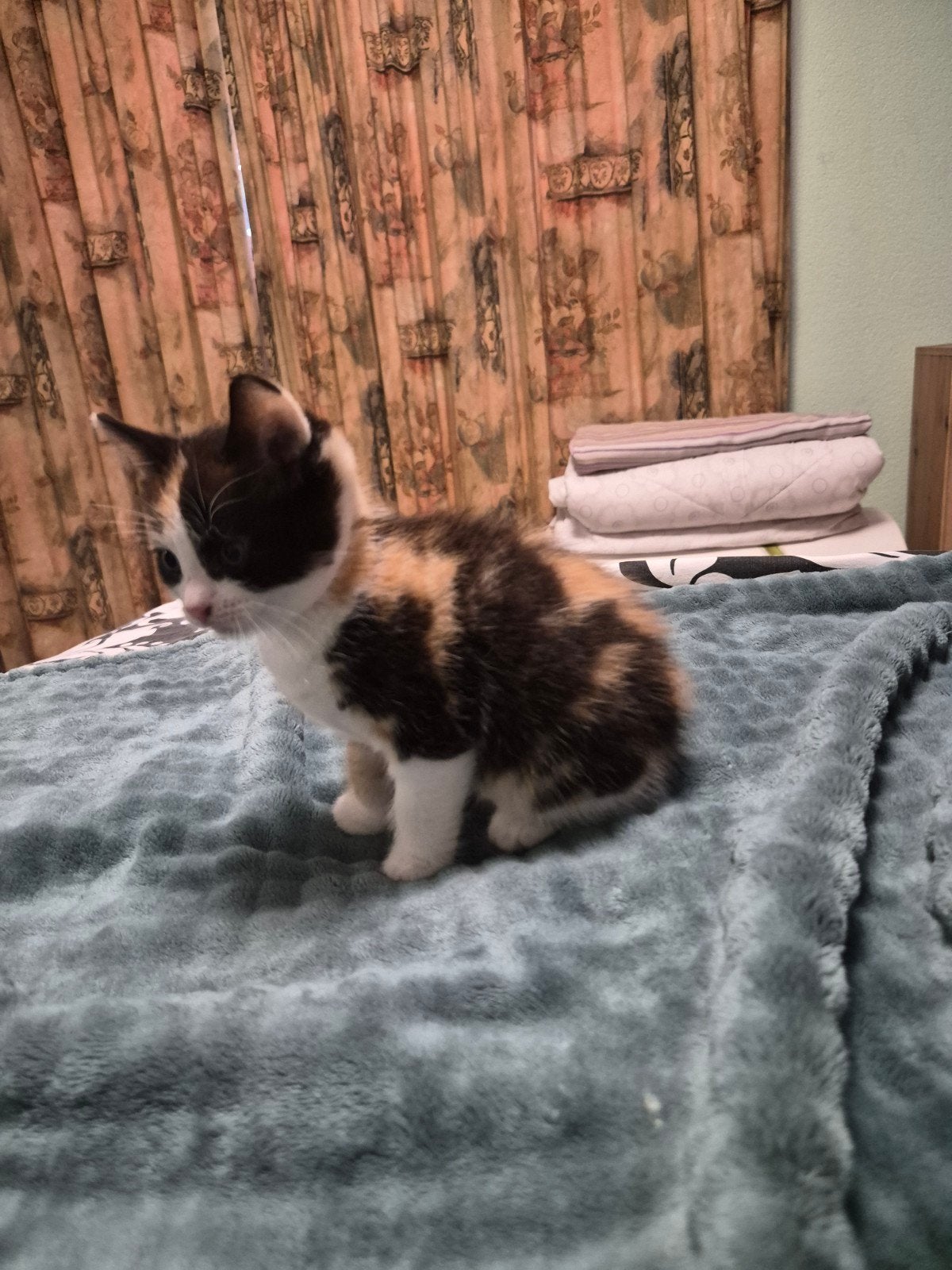 Kitten