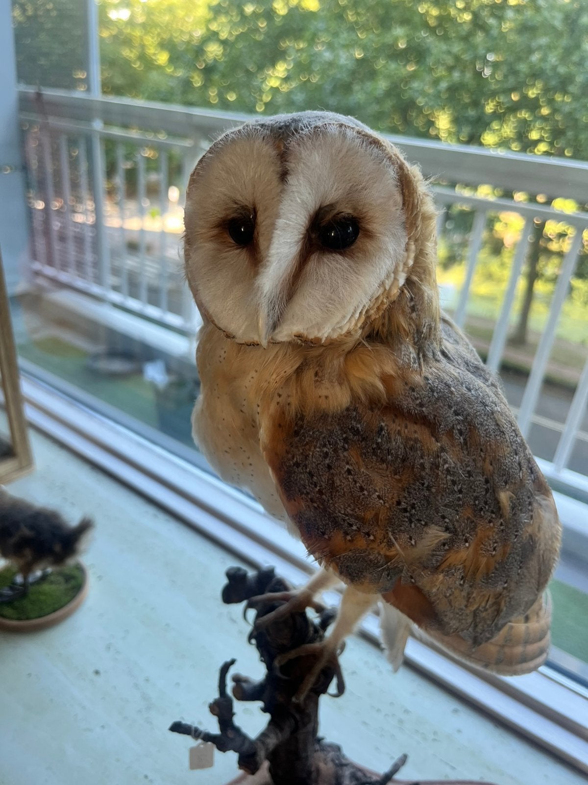 Ter overname kerkuil, Dieren en Toebehoren, Vogels | Overige Vogels, Mannelijk
