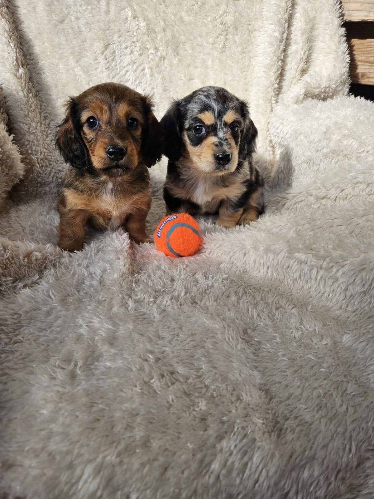 langharige dwerg teckel pups langhaar dwergteckel, Dieren en Toebehoren, 8 tot 15 weken, Dwerg, Langhaar, Meerdere