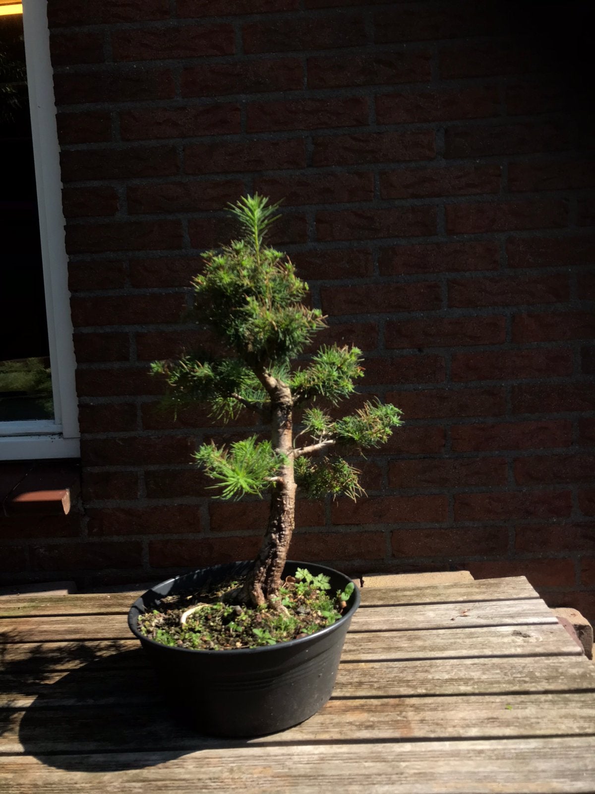 Bonsai lariks, Ophalen, Bloeit niet, Halfschaduw, Overige soorten
