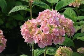 Hortensia – Hydrangea Macrophylla Rose, Tuin en Terras, Ophalen, Vaste plant, Overige soorten, Halfschaduw