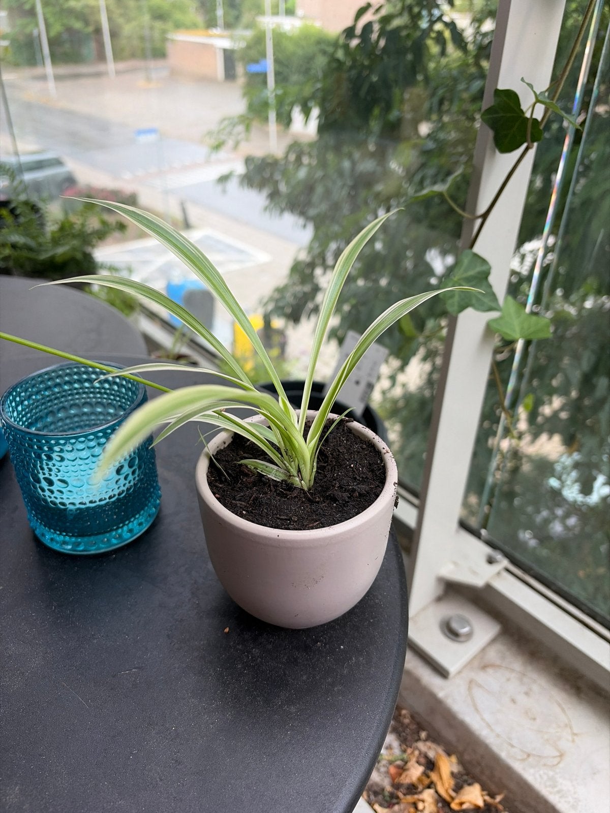 Baby Spinnenplant, Ophalen, Overige soorten, Halfschaduw, In pot