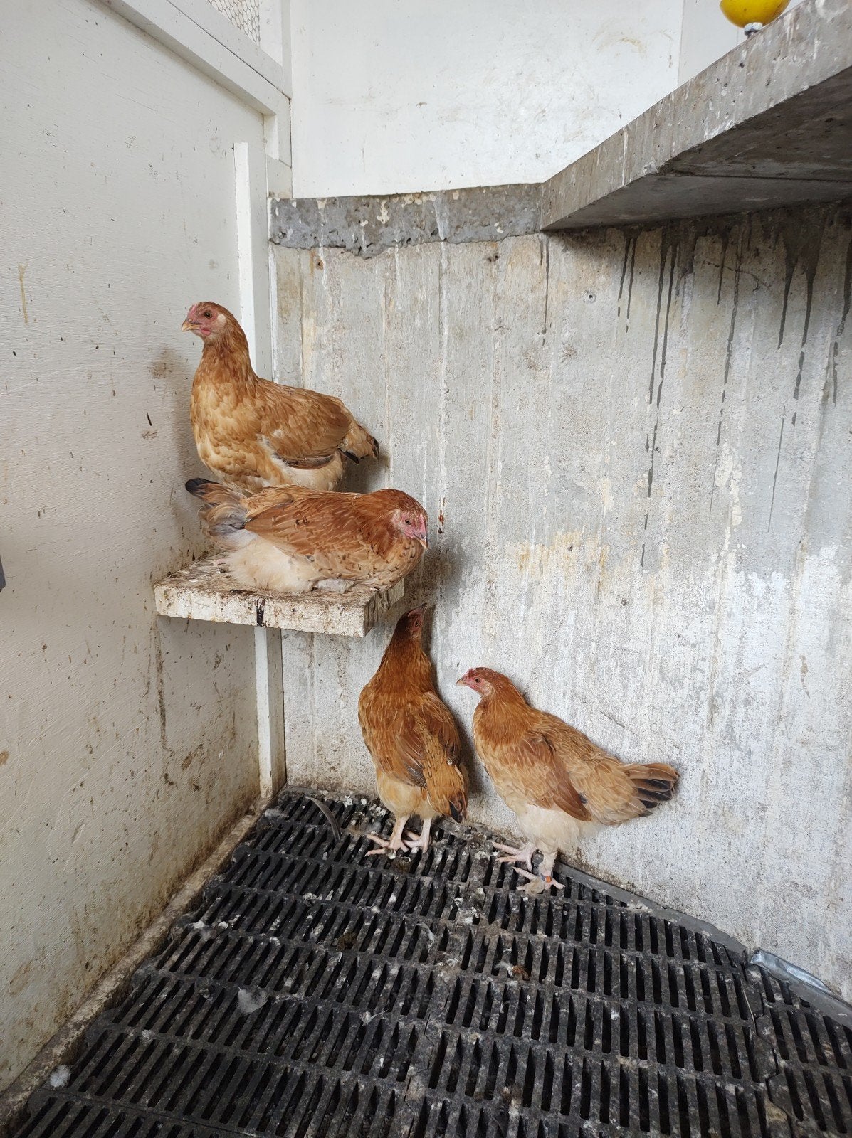 4 jonge hennentjes tarwe marans, Vrouwelijk