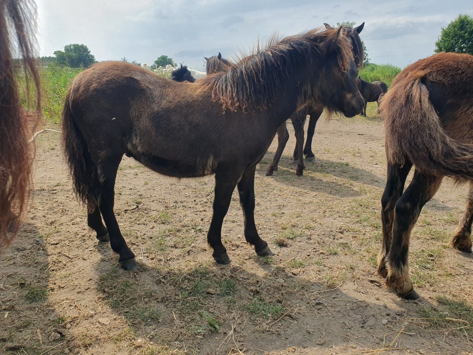 veulens, Dieren en Toebehoren, Hengst