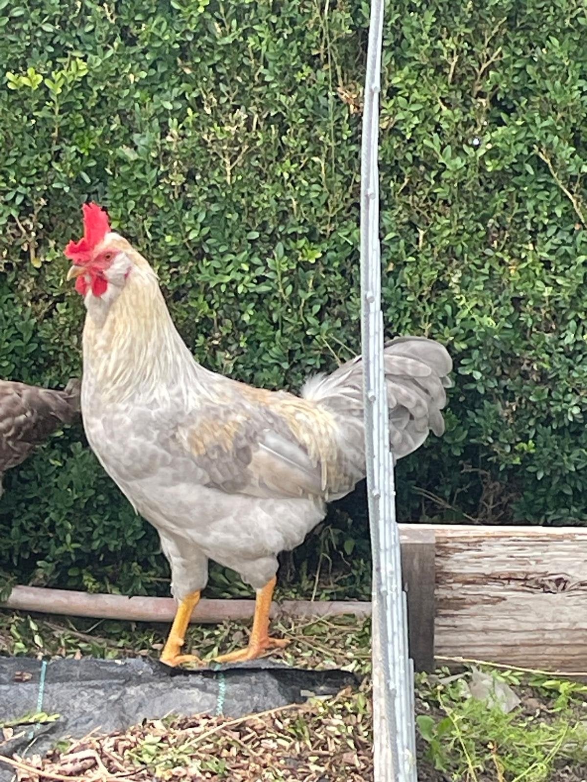Mooie kleurlegger haan, Dieren en Toebehoren, Pluimvee, Mannelijk, Kip