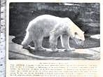 Artis 1916; de ijsbeer in zijn verblijf, Verzenden, Voor 1940, Gebruikt, Dier