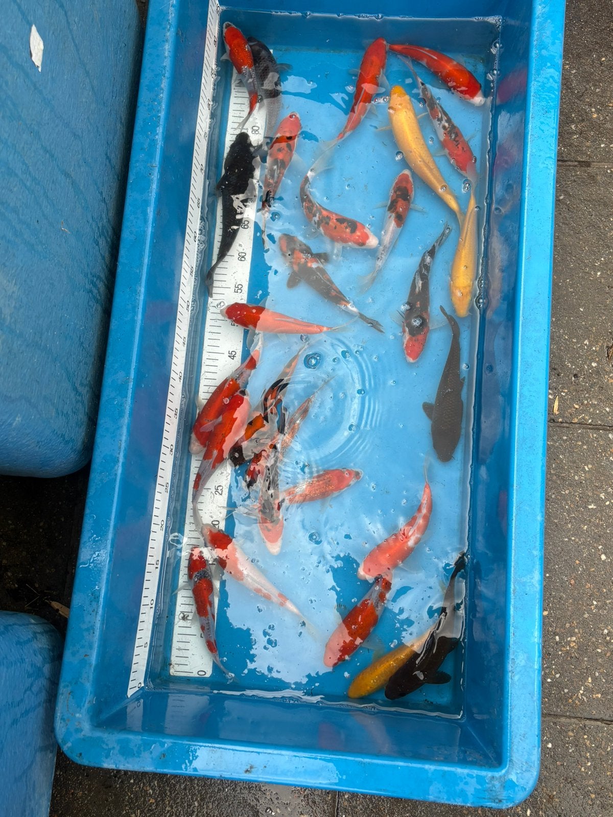 Japanse jumbo tossai koi, Karper of Koi