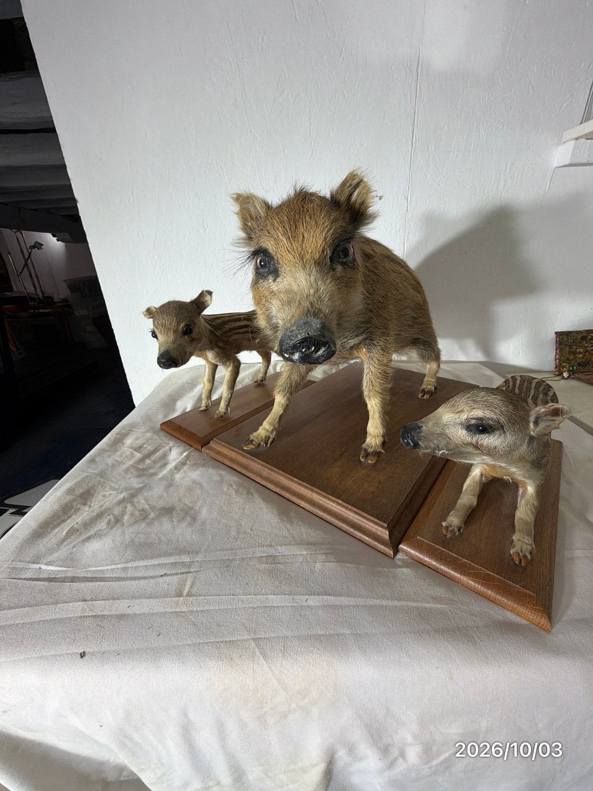 Opgezette wilde zwijnen familie - uniek decoratiestuk, Ophalen of Verzenden, Zo goed als nieuw, Wild dier, Opgezet dier