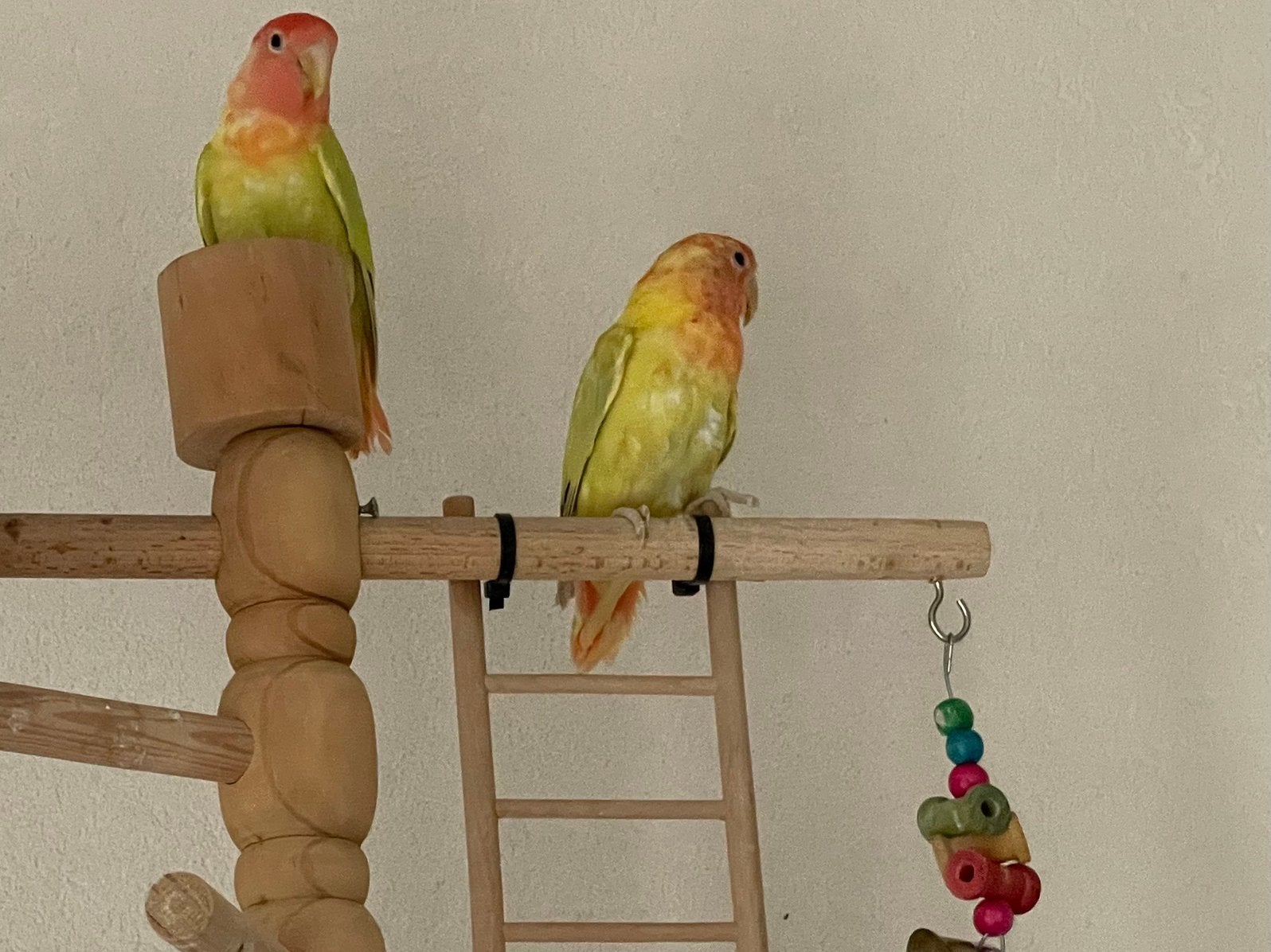Prachtige Lieve Hand Tamme Agapornis Dwergpapegaai Lovebird, Meerdere dieren, Dwergpapegaai of Agapornis, Tam