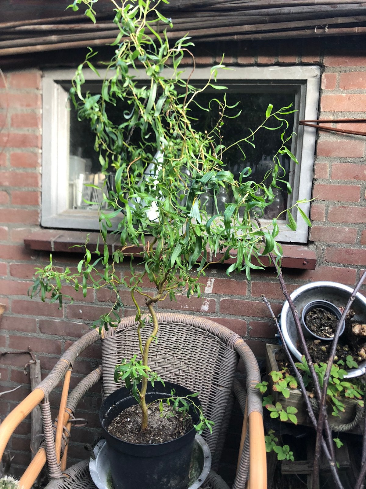 Wilg, Tuin en Terras, Planten | Bomen, Ophalen, Volle zon, Overige soorten, Minder dan 100 cm