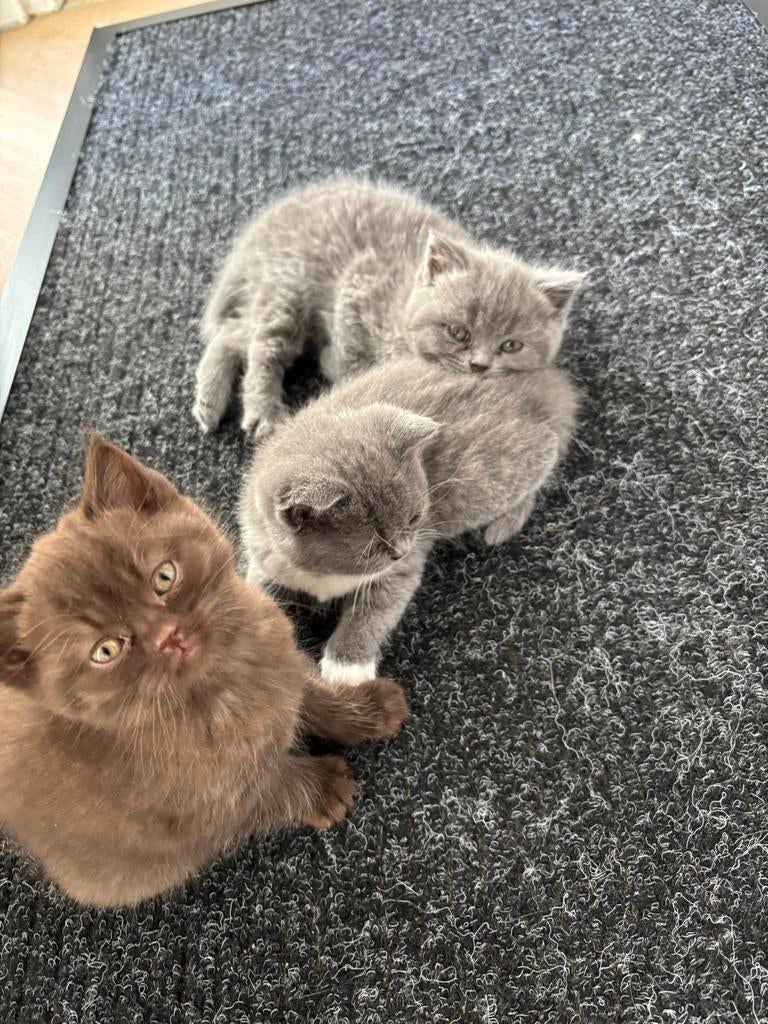 Britse korthaar kittens, Dieren en Toebehoren, Katten en Kittens | Overige Katten, Meerdere dieren, Kortharig, 0 tot 2 jaar