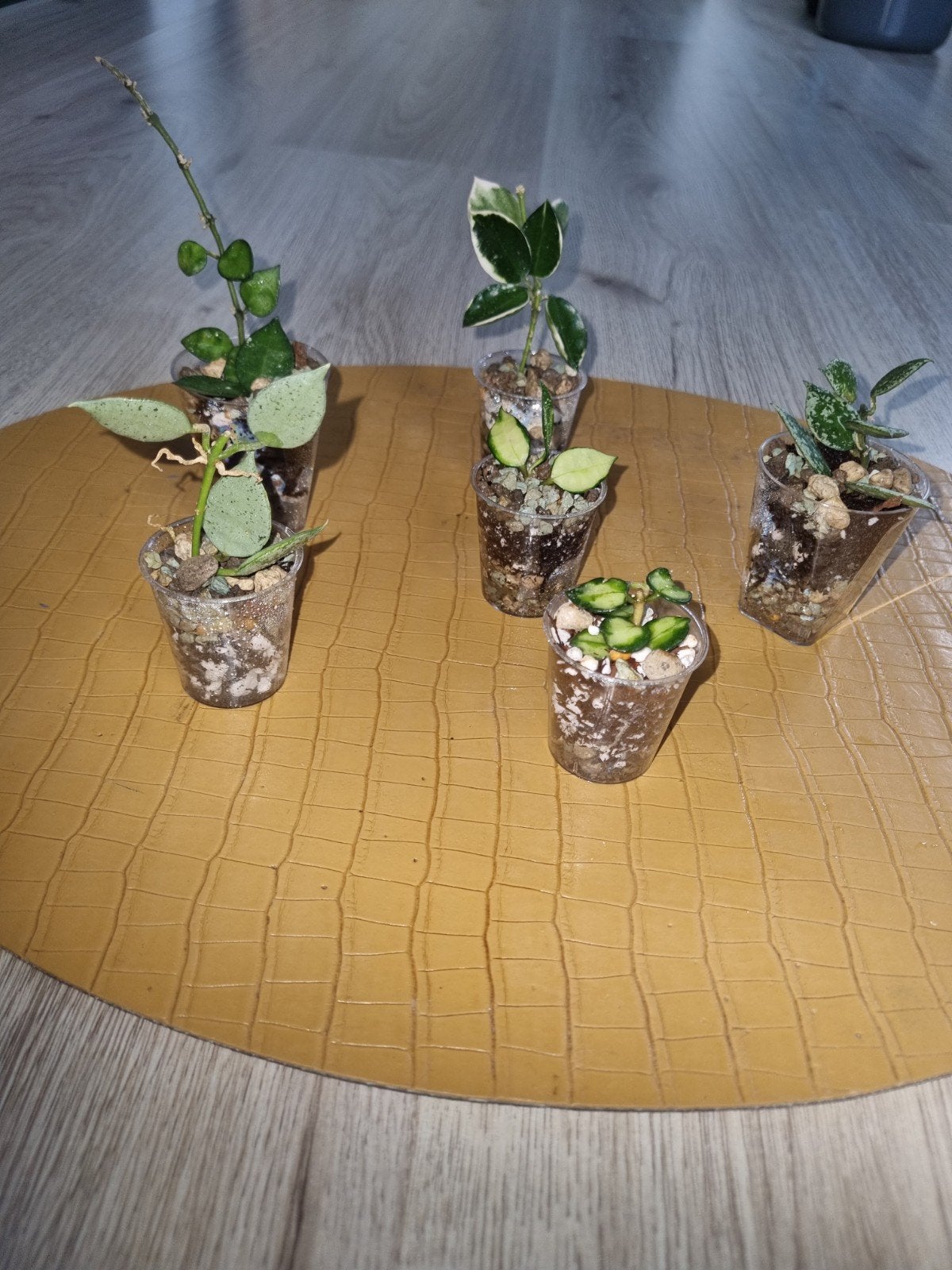 Hoya lacunosa pakket 6x voor €25, Ophalen of Verzenden, Halfschaduw, Minder dan 100 cm
