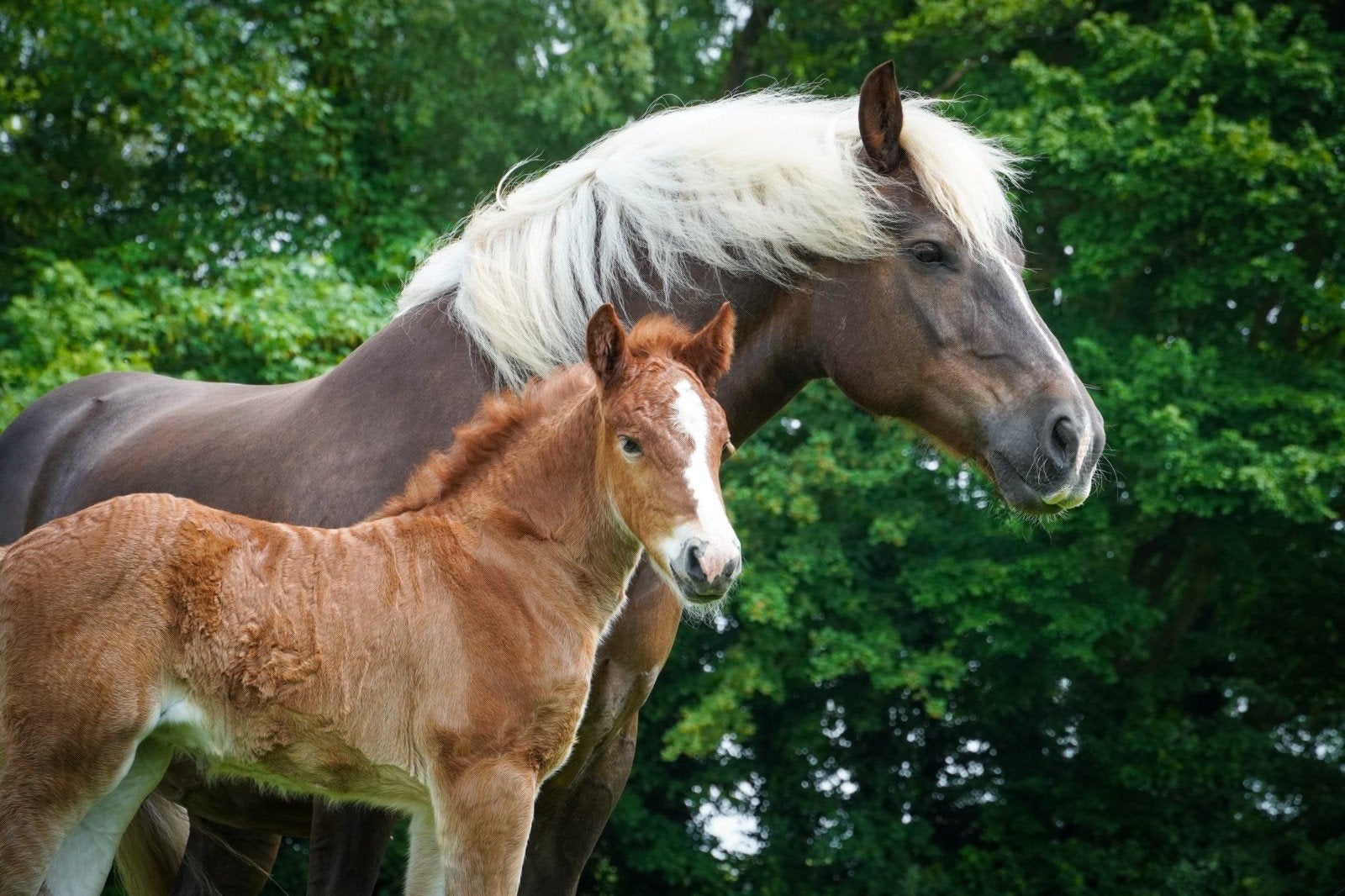 opfok gezocht, Dieren en Toebehoren, Opfok, 1 paard of pony