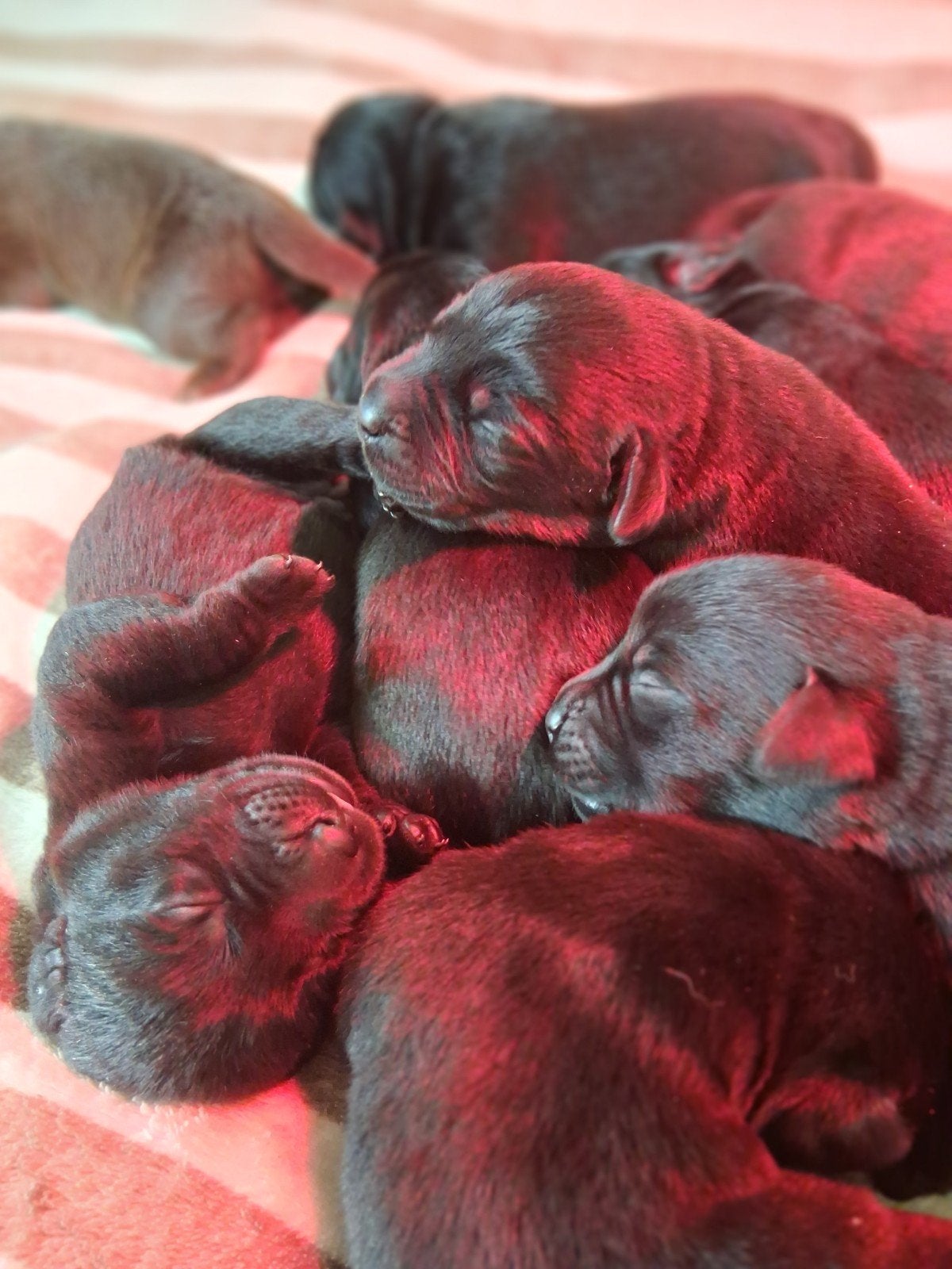 Geboren prachtige labrador pups!, 8 tot 15 weken, Labrador retriever, Meerdere, Meerdere dieren