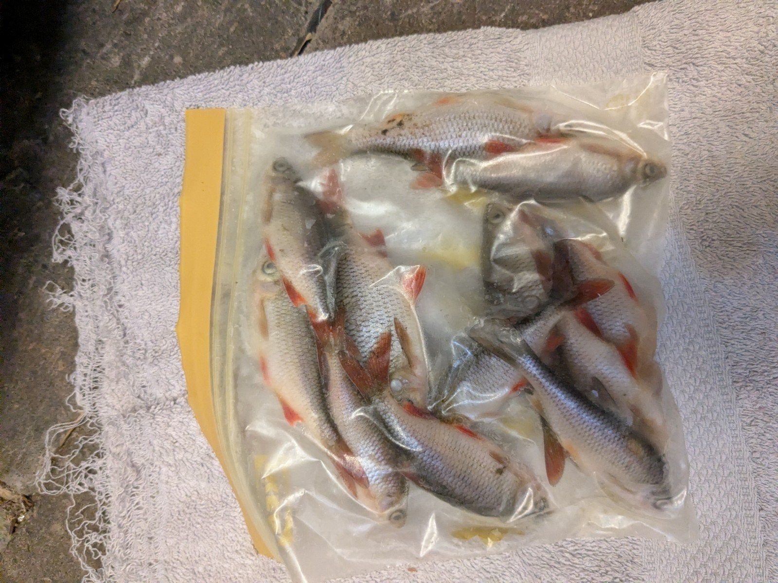 aasvis. bv snoekbaars, Ophalen, Nieuw, Overige typen
