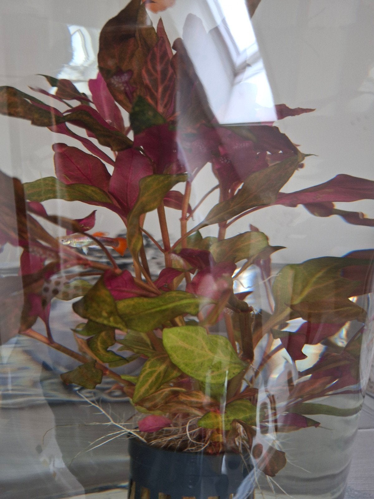 2 guppies, man, Ophalen