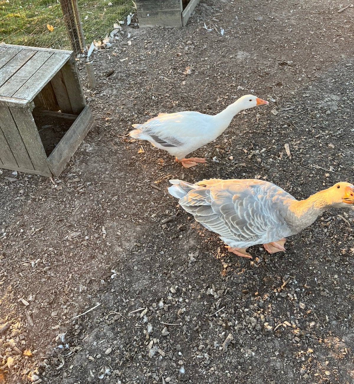 Jonge gans, Dieren en Toebehoren, Meerdere dieren, Eend